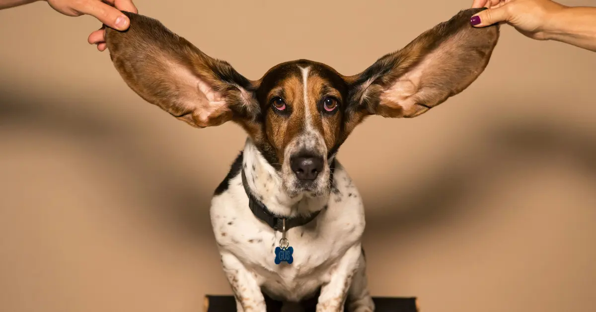 耳で聴くという概念を強調するために垂れ下がった長い犬の各耳を人が両手で上に支えている画像