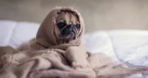 考え事が原因で眠れないことをイメージするための悲しい顔の犬の画像