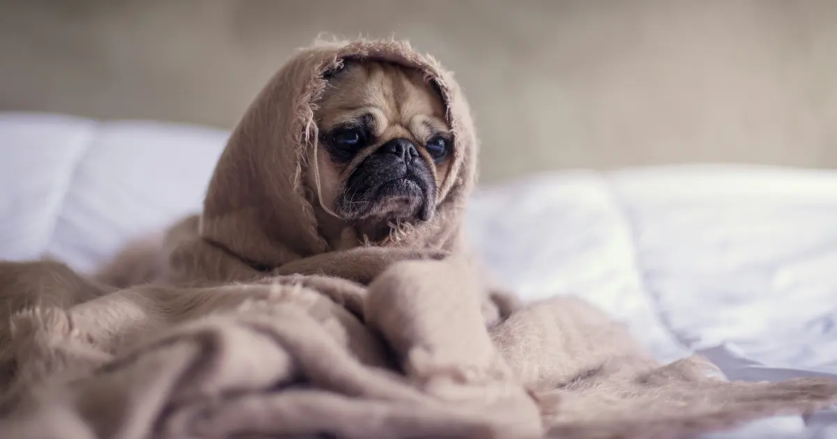 考え事が原因で眠れないことをイメージするための悲しい顔の犬の画像