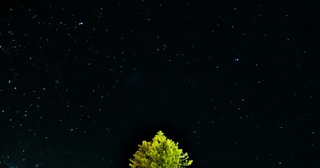 夜の雰囲気を表すための暗い夜空に緑の葉が生い茂った木のてっぺんが写っている画像