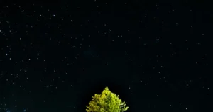 夜の雰囲気を表すための暗い夜空に緑の葉が生い茂った木のてっぺんが写っている画像