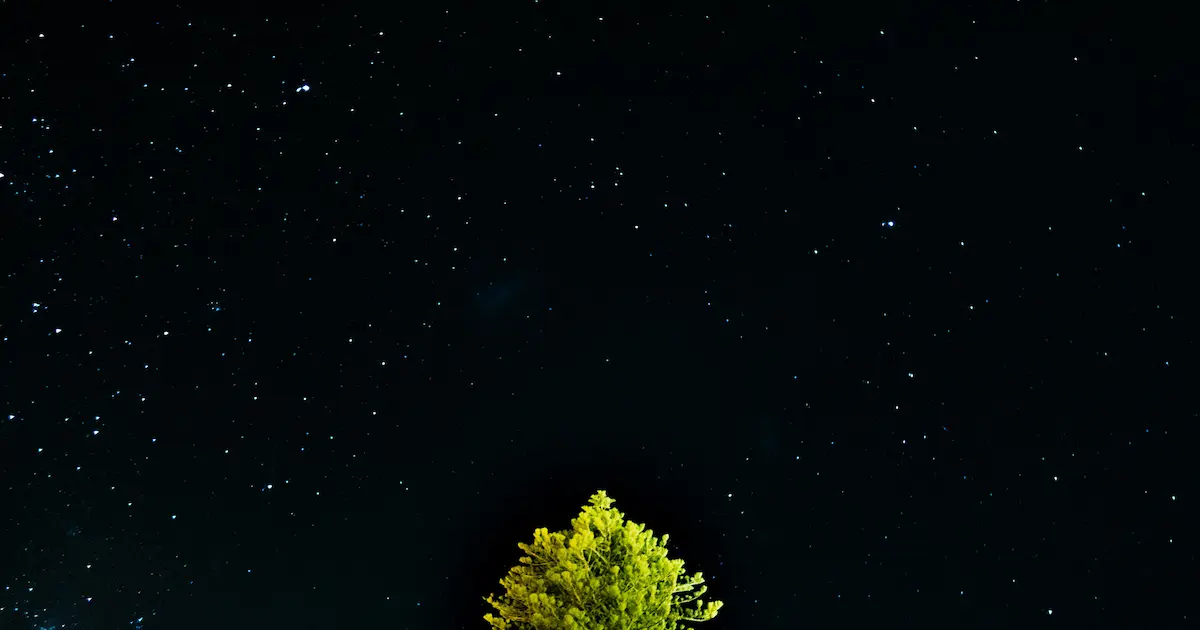 夜の雰囲気を表すための暗い夜空に緑の葉が生い茂った木のてっぺんが写っている画像